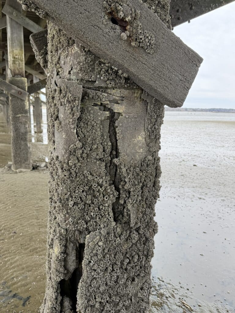 Advanced deterioration in a timber beam at Duxbury Bridge